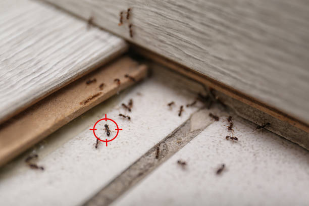 Best Emergency Pest Control  in Berryville, TX