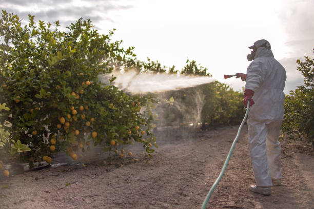 Best Ant Control Services  in Berryville, TX