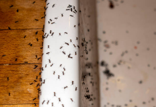 Best Emergency Pest Control  in Berryville, TX