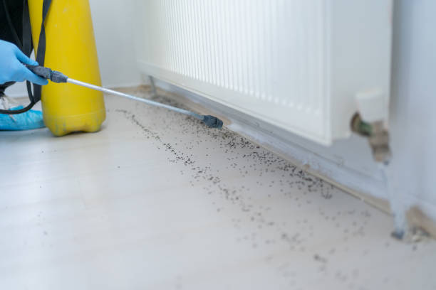 Reliable Berryville, TX Pest Control Solutions