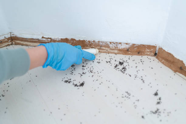 Best Mosquito Control Services  in Berryville, TX